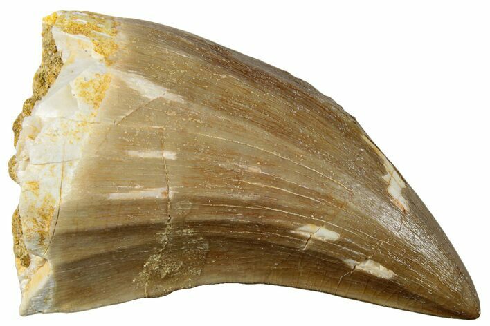 Fossil Mosasaur (Mosasaurus) Tooth - Morocco #259970